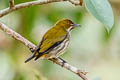 Yellow-vented Flowerpecker Dicaeum chrysorrheum chrysochlore