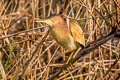 Yellow Bittern Botaurus sinensis (Chinese Little Bittern)
