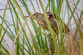 Yellow Bittern Botaurus sinensis (Chinese Little Bittern)