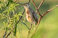 Yellow Bittern Botaurus sinensis (Chinese Little Bittern)