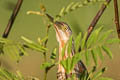 Yellow Bittern Ixobrychus sinensis (Chinese Little Bittern)