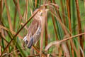 Yellow Bittern Botaurus sinensis (Chinese Little Bittern)
