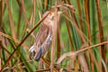 Yellow Bittern Ixobrychus sinensis (Chinese Little Bittern)