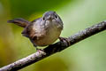 Yunnan Fulvetta Alcippe fratercula fratercula