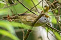 Yunnan Fulvetta Alcippe fratercula fratercula