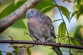 Zebra Dove Geopelia striata