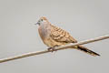 Zebra Dove Geopelia striata