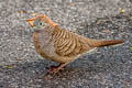 Zebra Dove Geopelia striata