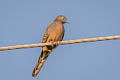 Zebra Dove Geopelia striata