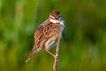 Zitting Cisticola Cisticola juncidis malaya