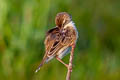 Zitting Cisticola Cisticola juncidis malaya