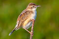 Zitting Cisticola Cisticola juncidis malaya