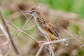 Zitting Cisticola Cisticola juncidis malaya