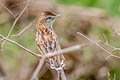 Zitting Cisticola Cisticola juncidis malaya