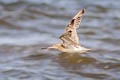 Bar-tailed Godwit Limosa lapponica lapponica