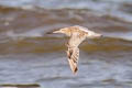 Bar-tailed Godwit Limosa lapponica lapponica