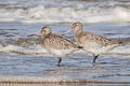 Bar-tailed Godwit Limosa lapponica lapponica