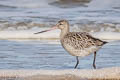 Bar-tailed Godwit Limosa lapponica lapponica