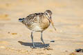 Bar-tailed Godwit Limosa lapponica lapponica