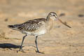 Bar-tailed Godwit Limosa lapponica lapponica
