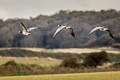 Barnacle Goose Branta leucopsis