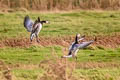 Barnacle Goose Branta leucopsis