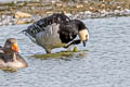 Barnacle Goose Branta leucopsis