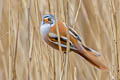 Bearded Reedling Panurus biarmicus biarmicus 