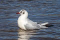 Black-headed Gull Chroicocephalus ridibundus