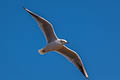 Black-headed Gull Chroicocephalus ridibundus