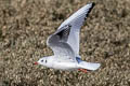 Black-headed Gull Chroicocephalus ridibundus