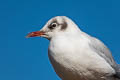 Black-headed Gull Chroicocephalus ridibundus