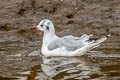 Black-headed Gull Chroicocephalus ridibundus