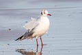 Black-headed Gull Chroicocephalus ridibundus