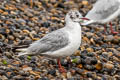 Black-headed Gull Chroicocephalus ridibundus