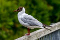 Black-headed Gull Chroicocephalus ridibundus