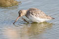 Black-tailed Godwit Limosa limosa limosa