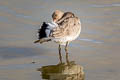 Black-tailed Godwit Limosa limosa limosa