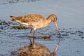 Black-tailed Godwit Limosa limosa limosa