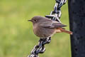 Black Redstart Phoenicurus ochruros gibraltariensis