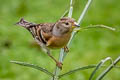 Brambling Fringilla montifringilla