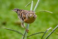 Brambling Fringilla montifringilla