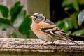 Brambling Fringilla montifringilla