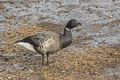 Brant Goose Branta bernicla bernicla (Brent Goose)