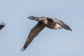 Brant Goose Branta bernicla bernicla (Brent Goose)