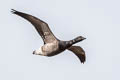 Brant Goose Branta bernicla bernicla (Brent Goose)