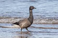 Brant Goose Branta bernicla bernicla (Brent Goose)