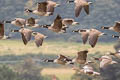 Canada Goose Branta canadensis canadensis