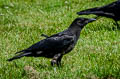 Carrion Crow Corvus corone corone