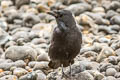 Carrion Crow Corvus corone corone